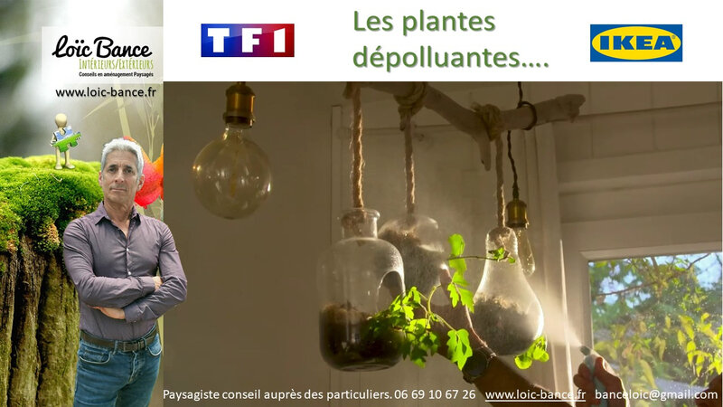 Paysagiste-Arbonne-Plante-Depolluante-TF1