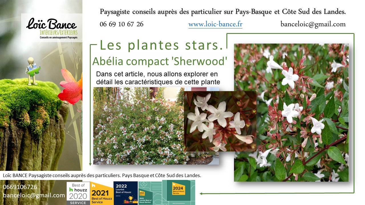 Arbuste; Paysagiste Pays Basque; Paysagiste Landes; Paysagiste conseil; Landes; Ahetze; Anglet; Arbonne; 