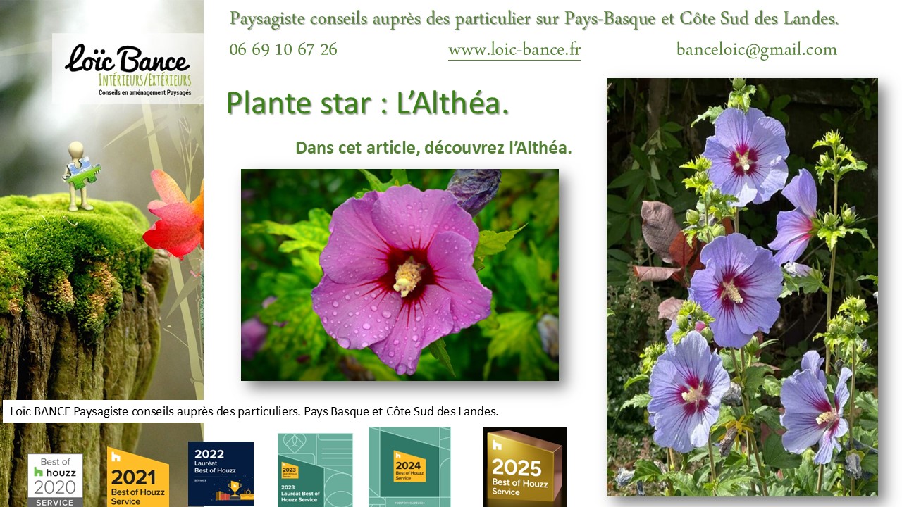 Fiche technique de l'Alth�a Hibiscus Paysagiste Arbonne