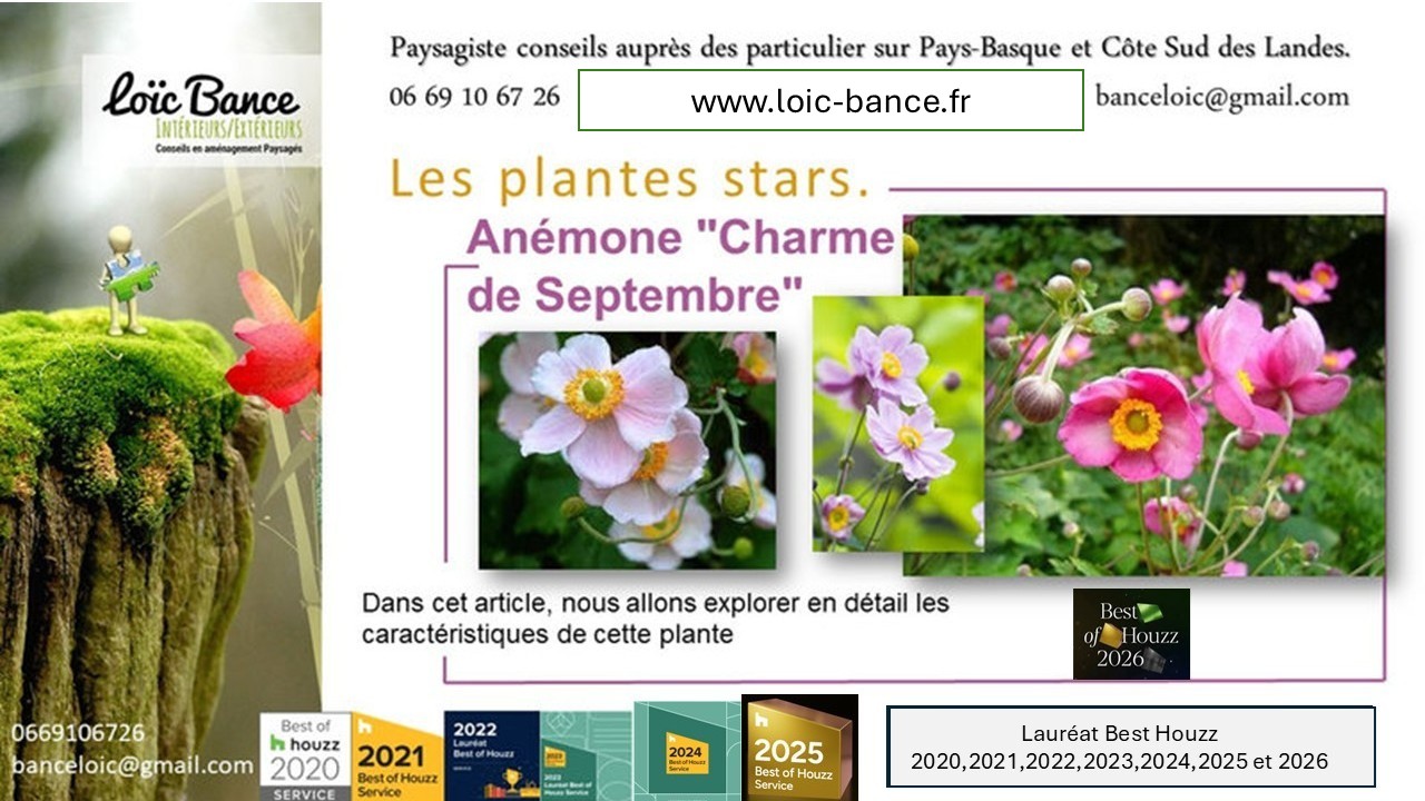 Arbonne Paysages. La plante star, an�mone September