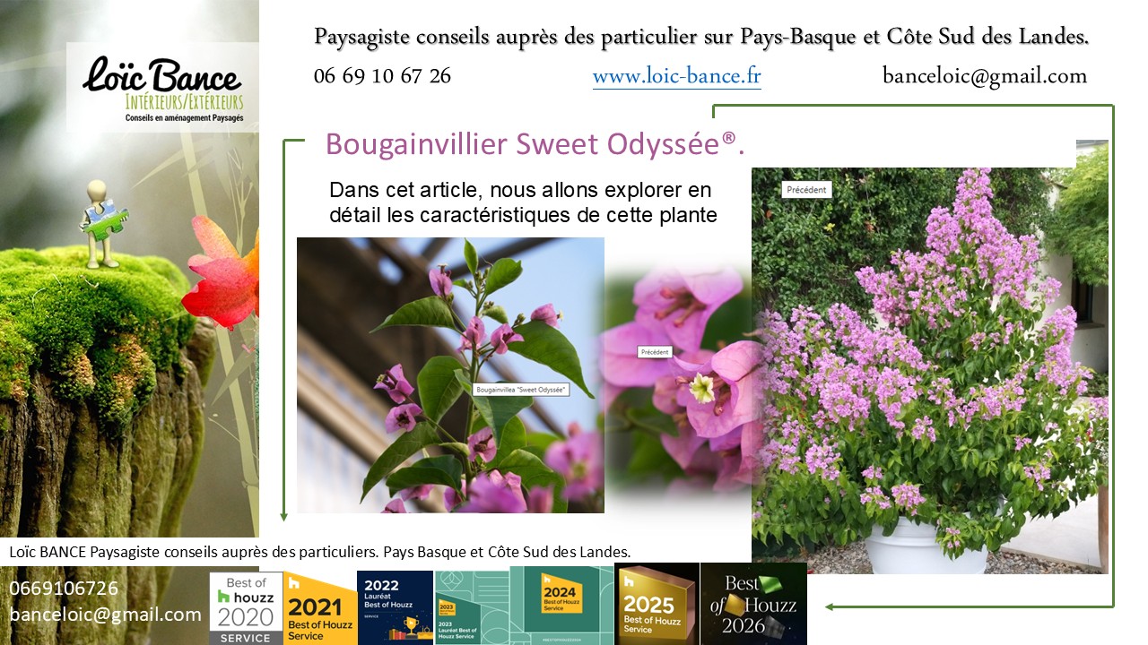 Arbonne paysages Bougainvillier Sweet Odyss�e�