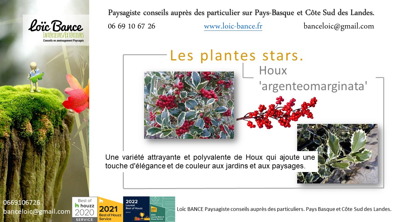 Une varit spcifique de Houx qui se distingue par ses feuilles argentes bordes de vert.